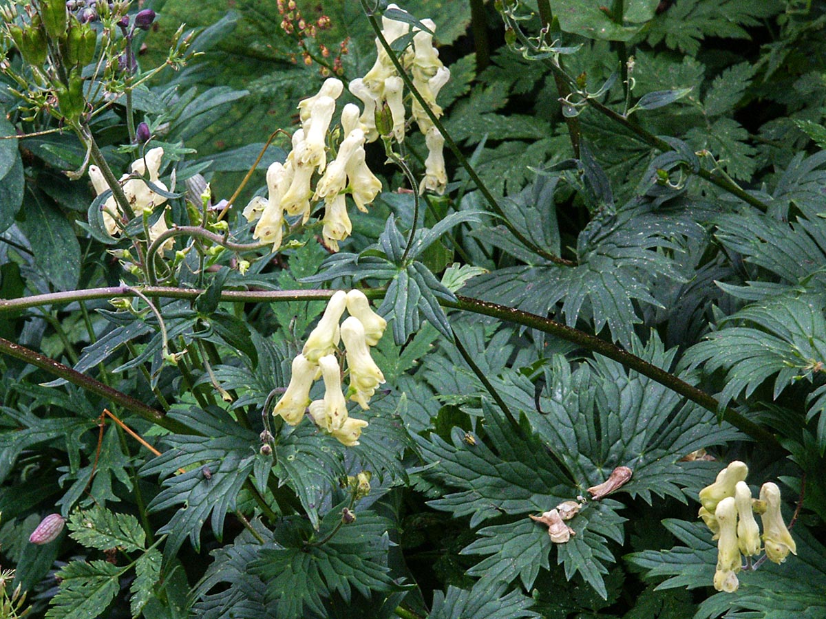 Aconitum lycotonum